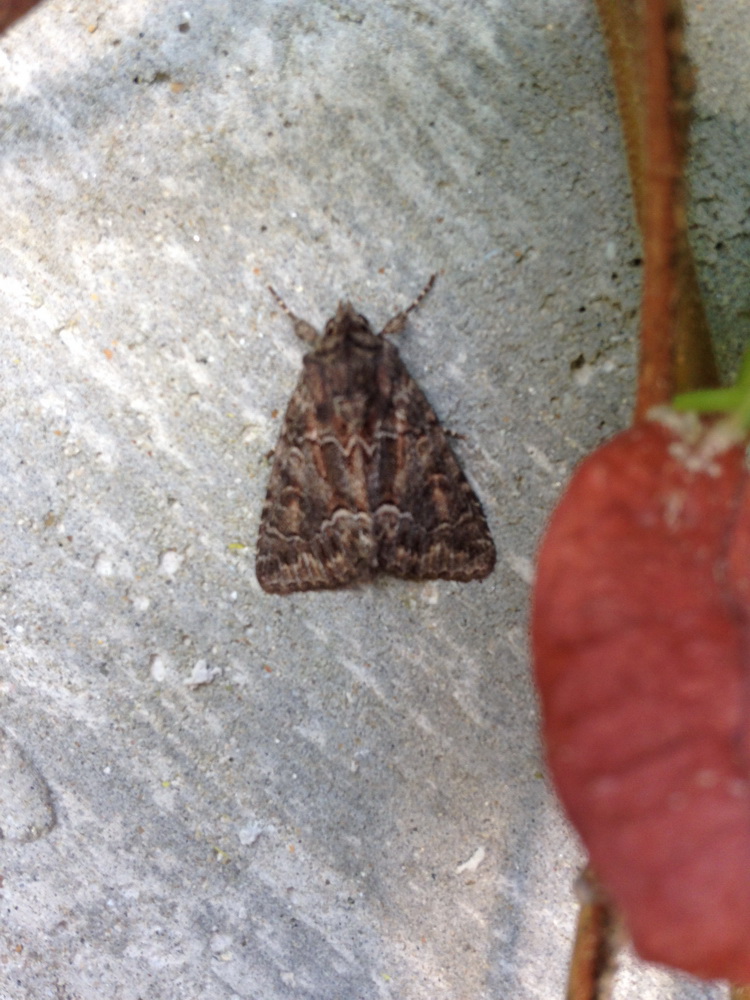 Noctuidi da confermare